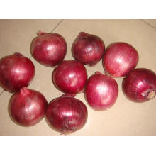 Cebolla roja fresca para exportar (3-5cm)